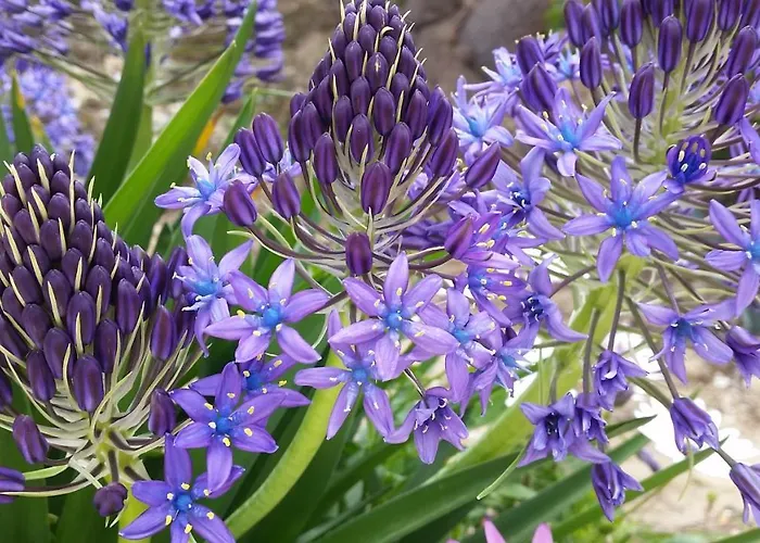 Alojamento de Acomodação e Pequeno-almoço Casa Romero Lliber